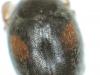 Scymnus schmidti